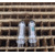 Electron tube SG15P-2 (СГ15П-2) = OB2